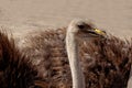 Curious ostrich