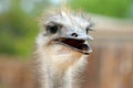 A curious ostrich