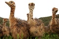 Curious Ostrich Chicks Royalty Free Stock Photo