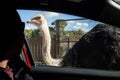 Curious ostrich and driver looking at each other through a car window Royalty Free Stock Photo