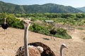 Curious Ostrich, Ostrich Farm, California Royalty Free Stock Photo