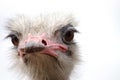 A curious ostrich head close-up view Royalty Free Stock Photo