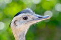 Curious ostrich portrait Royalty Free Stock Photo