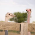 Curious ostrich portrait