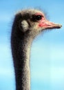 Curious Ostrich profile at Show Farm Oudtshoorn