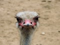 Curious ostrich