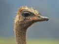 Curious Ostrich watching