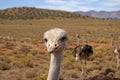 Curious ostrich in the Karoo desert Oudtshoorn South Africa