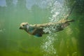 curious otter who came to see the visitors