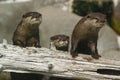Curious Otters Royalty Free Stock Photo