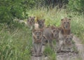 A pride of lions on the move Royalty Free Stock Photo