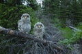 Curious Owl Chicks Royalty Free Stock Photo