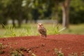 Little watchful owl Royalty Free Stock Photo