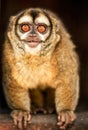 Curious Owl Monkey Royalty Free Stock Photo
