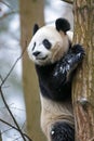a curious panda clinging to a tree, surrounded by snow-covered branches in a serene, natural setting Royalty Free Stock Photo