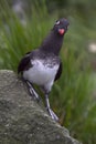 Curious Parakeet Auklet Royalty Free Stock Photo