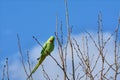 Curious parakeet