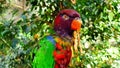 A curious parrot in the green branches of a tree