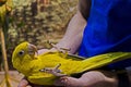 Curious parrot or Psittaciformes with mixed yellow and green feathers lies on the doctor`s hand Royalty Free Stock Photo