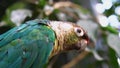 A curious parrot in the green branches of a tree