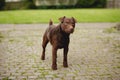 Curious Patterdale Terrier