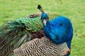 Curious peacock