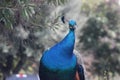 Curious Peacock