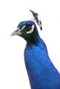 Curious Peacock