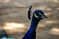 Curious peacock of blue color staring. Beautiful animal