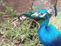 Curious peacock