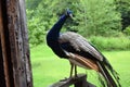Curious peacock stands on window ledge of cabin