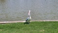 Curious Pelican at Mawson Lakes