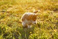 Curious Pembroke Welsh Corgi puppy find something amusing while walking. Red-white fluffy canine travel around place.