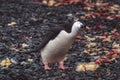 Curious penguin looking at camera with head tilted