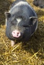 Curious pig Royalty Free Stock Photo