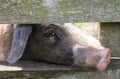 Curious pig looking through wooden fence Royalty Free Stock Photo