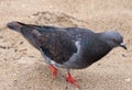 Curious Pigeon in Pompano Beach, Florida