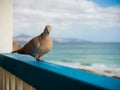 Curious pigeon by the sea