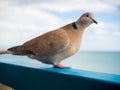 Curious pigeon by the sea