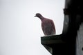 A curious pigeon is searching. Pigeons sitting.