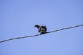 Curious pigeon sits on the wire