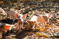 Curious piglets