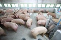 Curious pigs in Pig Breeding farm in swine business in tidy and clean indoor housing farm