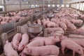 Swine Farm with Mother Pig and Piglets Royalty Free Stock Photo