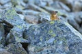 Curious Pika on Lichen Covered Rock