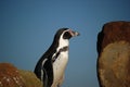 Curious pinguin on lookout Royalty Free Stock Photo