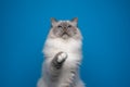 curious playful birman cat raising paw looking up on blue background