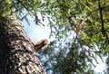 Curious playful squirrel with fluffy tail on pine tree in sunny day outdoors.