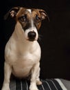 Curious playful jack russell terrier female dog looking fun. Closeup