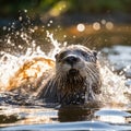 A curious and playful otter splashes through the water Royalty Free Stock Photo